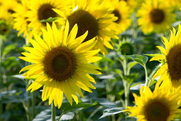 Fototapeta premium large yellow sunflower for background. Yellow sunflowers in sunlight. good harvest concept, bright sunny flower. farming, vegetable garden, field, growing seeds for oil. close-up