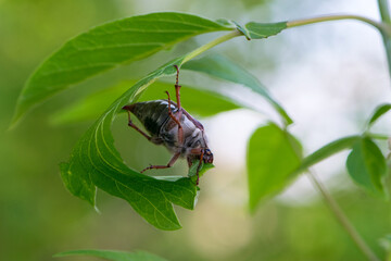 Melolontha. Cockchafer Melolontha Scarabaeidae, crawling on green leaves in natural environment. a large insect in the wild. garden pest. May beetle sits on leaves. natural background, macro