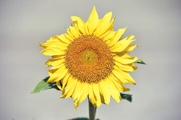 sunflower, bright yellow. Large flowers of a sunflower. Yellow flowers on a farm field. Agriculture concept, good harvest. Growing seeds for oil. close-up