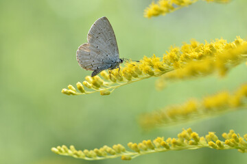 Polyommatus Cyaniris semiargus, blue mazarin. butterfly sitting on a yellow goldenrod flower in a summer field on a green floral background. yellow wildflowers. spring sunny day, macro nature