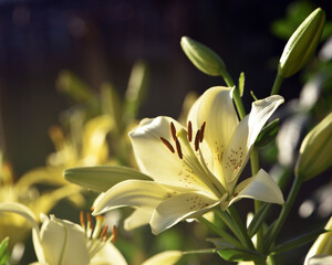 Obraz premium Lilium maculatum Thunb. yellow lily. beautiful lily flower. delicate white lilies in the garden, in the flowerbed. floral background. blurred natural background. flowering season, close-up