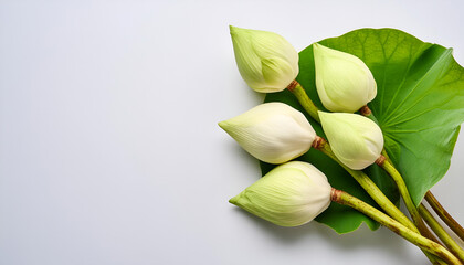 Unopened White Lotus Buds Arranged With Green Leaf on White Background