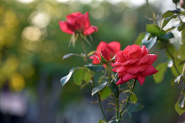 Obraz premium Red rose flower background. Red roses on a bush in the garden, close-up. bouquet of flowers, delicate, beautiful, elegant roses on a flowerbed. Red rose for a holiday, a gift for a girl