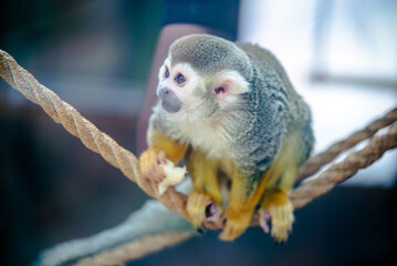 Obraz premium Saimiri monkey taken in close-up