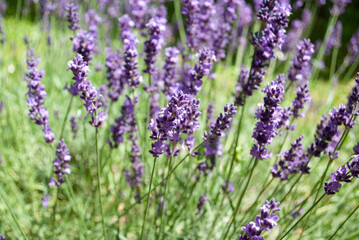 Lavender bushes closeup. Summer season natural background. Fragrant lavender flowers blooming on field in farmland
