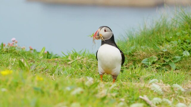 Atlantic Puffin on Lunga Island with nesting material in beak.
