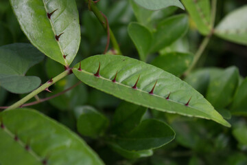 green caterpillar on a leaf
