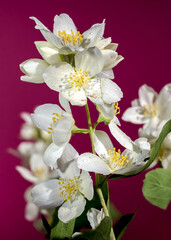 Blooming white jasmine flower on a red background