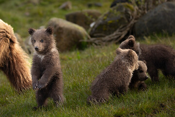 Fototapeta premium Playful Brown Bear Cubs Exploring the Grassland