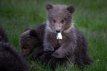 Playful Brown Bear Cubs in the Grass © Rene
