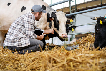 Livestock veterinarian man examining a cow in a cowshed.