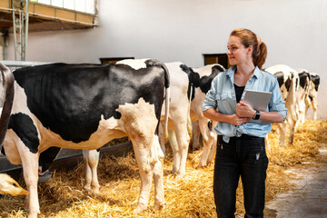 Female rancher inspecting livestock farm. Woman farm worker a with digital tablet in a dairy farm.