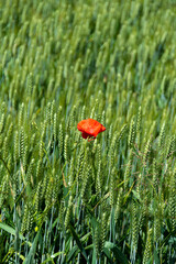Coquelicot isol&eacute; dans un champ de bl&eacute;