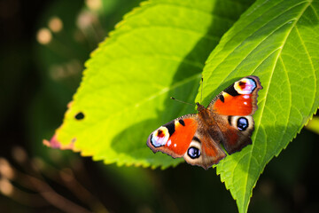 butterfly on leaf