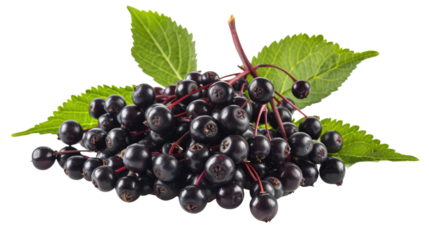 resh elderberries isolated on white background, whole and close-up