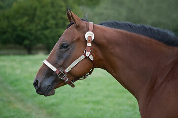 Porträt einer Quarter Horse Stute