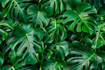 Close up of monstera leaves