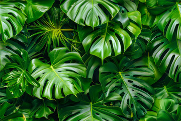 Close up of monstera leaves