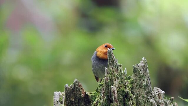 森の中で枯れ木に留まってさえずっているコマドリの雄。小さな虫を見つけてパクリ。
