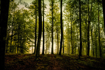Mysterious misty autumn forest landscape