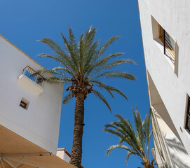 Palm trees, blue sky and white buildings in Ibiza town