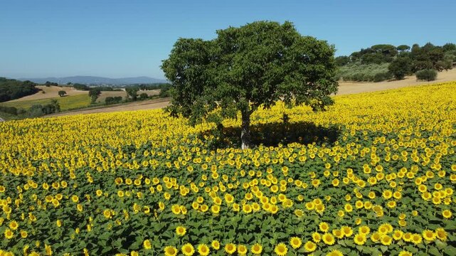 Girasoli, campagna e colori in Italia