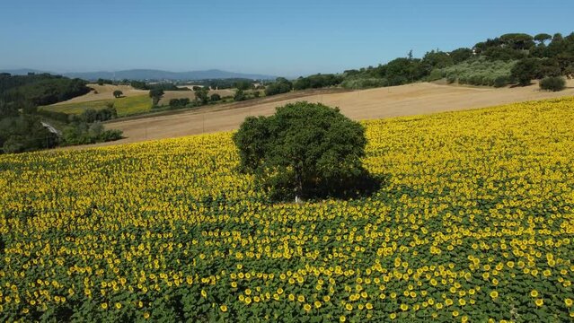 Girasoli, campagna e colori in Italia