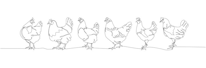 chicken set, poultry, rooster one line art. Continuous line drawing of farm, nature, agriculture, farm animals, rural life, ranch.