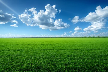 Green Field under a Blue Sky