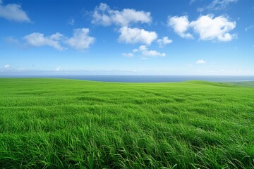 Obraz premium Serene Grasslands Under a Blue Sky