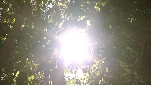 Golden rays of the sun through the trees. Beautiful green vibrant natural video abstract background.