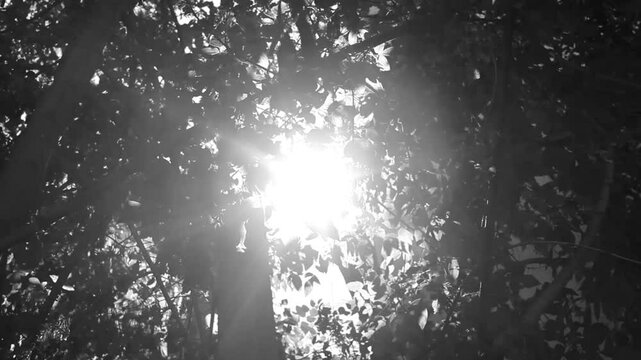 Slow motion the shimmering of light and shadows that created by leaves swaying in the wind. Black and white video. 