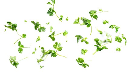 Flying Thai Corianders on Isolated White Background