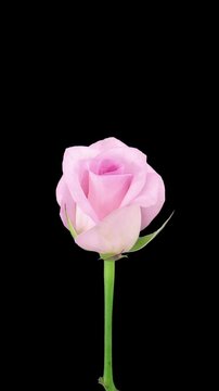 Time lapse of opening Sweet Akito rose, vertical orientation

