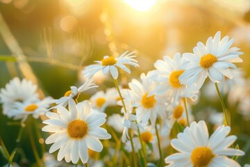 Close-up of white daisies blooming in a sunny meadow with a blurred background. The golden sunlight