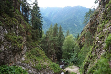 Beautiful natural landscape with trees in the mountains.