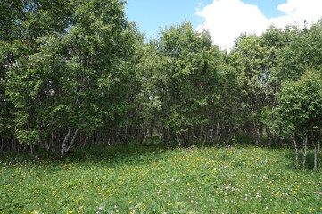 A meadow of blooming wildflowers with trees.