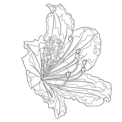 Flower rhododendron mountain shrub  outline on a white background  vintage bloom seven vector illustration editable hand draw