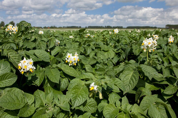 Bloeiende aardappelplanten op de akker. Per aardappelras kan de kleur nogal verschillen, van geheel wit tot roze en paars. Het vruchtbeginsel is bovenstandig en er is een tamelijk lange stijl met een  © ArieStormFotografie
