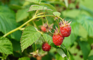 Raspberry branch with ripe red berry in the summer garden