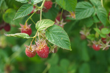 Raspberry branch with ripe red berry in the summer garden