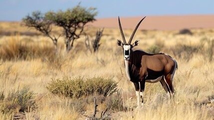 Gemsbok Grazing in Grassland Habitat