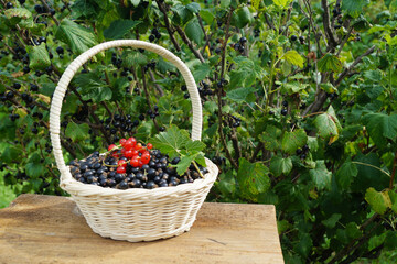 A basket with ripe currants on the background of bushes with berries