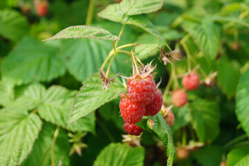 Raspberry branch with ripe red berry in the summer garden