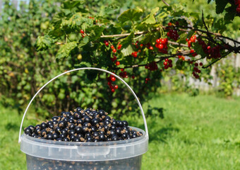 Bucket with black currant on the background of bushes with red berries