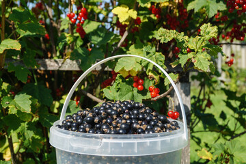Bucket with black currant on the background of bushes with red berries