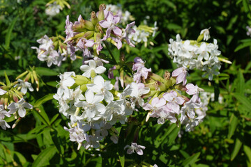 The soapwort plant blooms in summer by the river