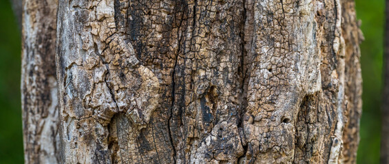 bark texture