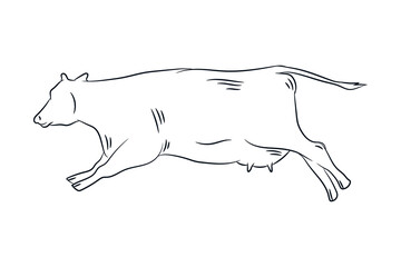 cow hand drawn line drawing vector illustration