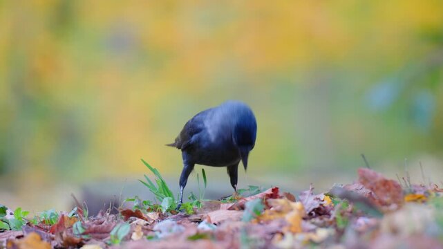 Western jackdaw foraging in autumn leaves finds and eats a worm.